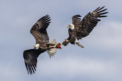 Águilas peleando por comida