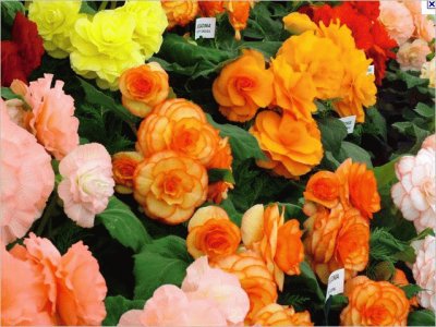 Orang, Pink and Yellow Flowers jigsaw puzzle