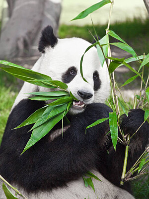 פאזל של oso panda