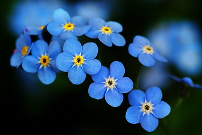 פאזל של Floare albastră