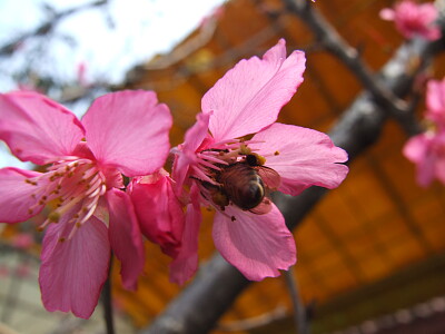 三芝櫻花