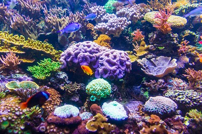 Coral Reef underwater jigsaw puzzle
