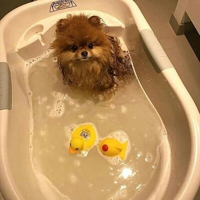 cachorrinho no banho