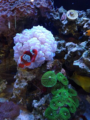 Clown fish and friends