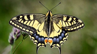 פאזל של Papillon - Machaon ou grand porte-queue