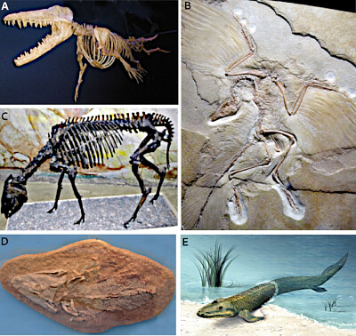 Evidencias paleontológicas
