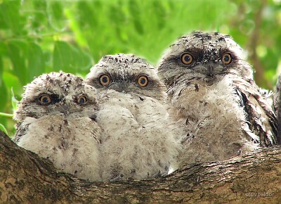 3 tawny frog mouth