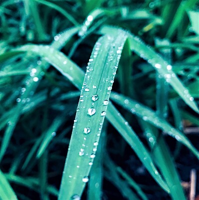 פאזל של Droplets of Rain