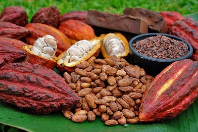 cacao ecuatoriano