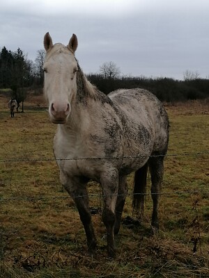 Muddy quarter horse