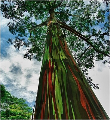 פאזל של Eucalyptus deglupta, IslasFilipinas