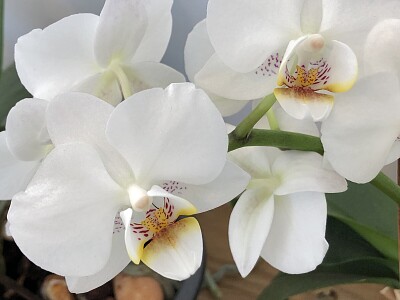 white orchid jigsaw puzzle