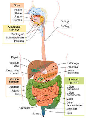 פאזל של sistema digestivo
