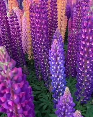 Lupines jigsaw puzzle