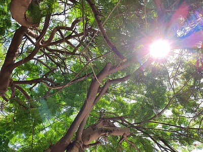 Sun between branches