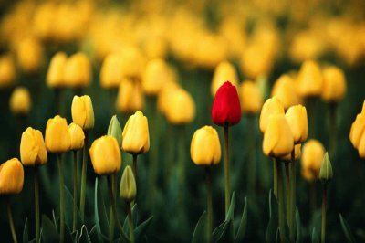 פאזל של tulipanes
