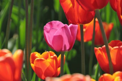 פאזל של tulipanes