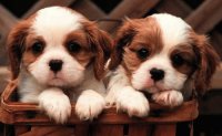Cute Puppies