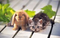 rabbit_and_cat