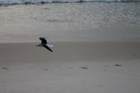 flying gull 3