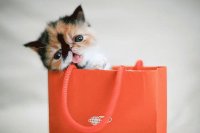 gato en bolsa