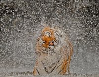 tigre mojado