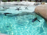Penguins pool