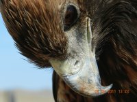 Mongolia- Eagle