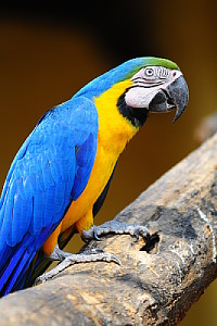 Papagayo Azulamarillo - Ara ararauna