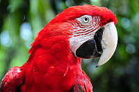 Papagayo Rojo - Ara chloropterus