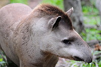 Tapir - Mborevi - Tapirus