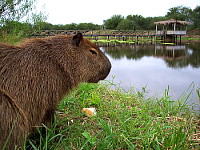 Carpincho - Capibara o ChigÃ¼iro