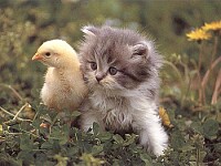 Chick and Kitty