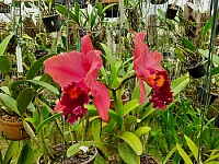Orquí­deas