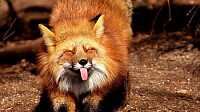 Fox funny protruding tongue