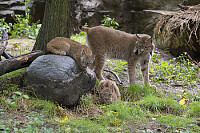 Canada lynx cubs