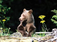 A Hard Life Grizzly Bear Cub