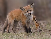 red fox cub