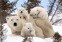 polar bear and cubs 3