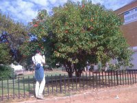 poinsettia tree - Gaborone (Botswana)
