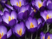 flores purpura