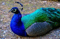Peacock sitting