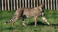 Leopardo cazador