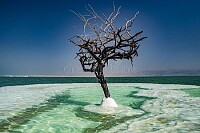 Árbol en medio del Mar Muerto