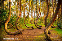 Bosque Torcido , Polonia