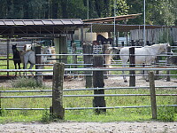 cavalli nel recinto