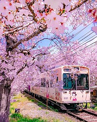 Cerezos en flor-Kioto(Japón)