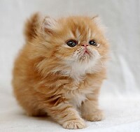 Gato persa bebe